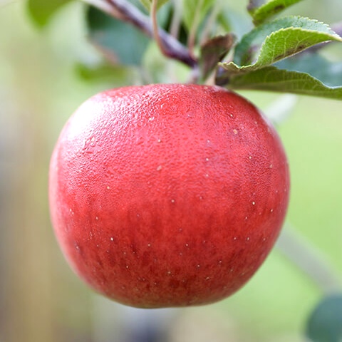 Apfel vom Obst Bauer